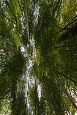 长江七号在线观看免费完整版-查询与处理建议