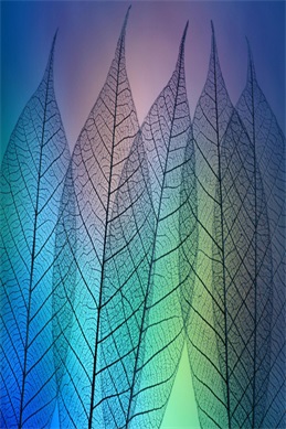 张柏芝的画面内容-张柏芝经典影视画面哪里看