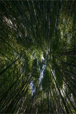 袁心玥-主动承担